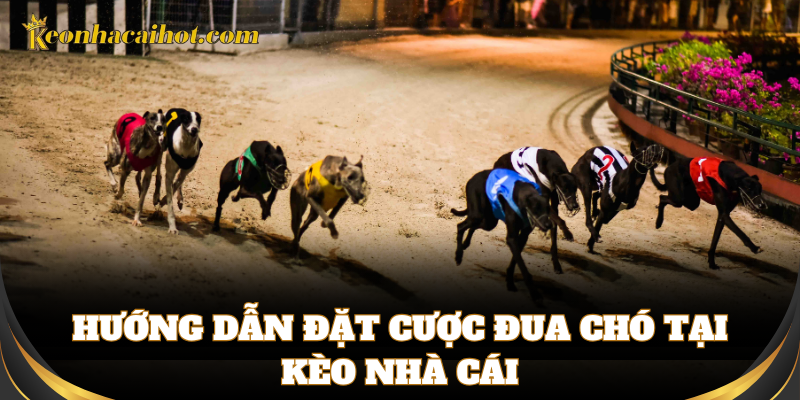 Cách tham gia Cá Cược Đua Chó tại trang cược online uy tín