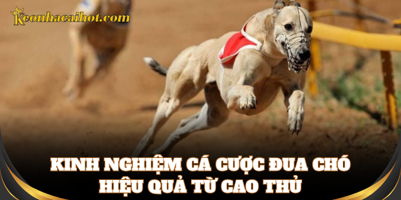 Kinh nghiệm soi kèo Cá Cược Đua Chó hiệu quả